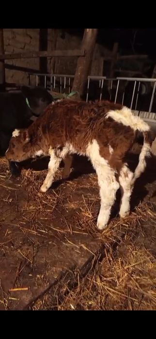 Бузаулар сатылады