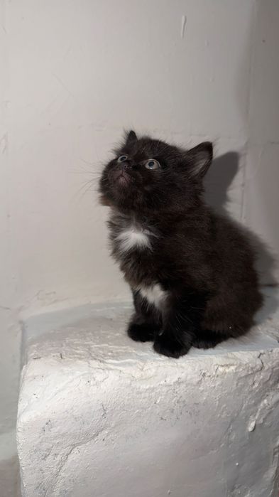 Котенок, девочка, в добрые руки