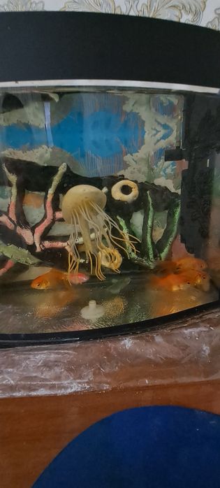 Балик,лар сотилсди скайлер