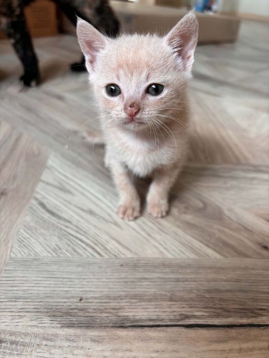 Коте Санди търси дом