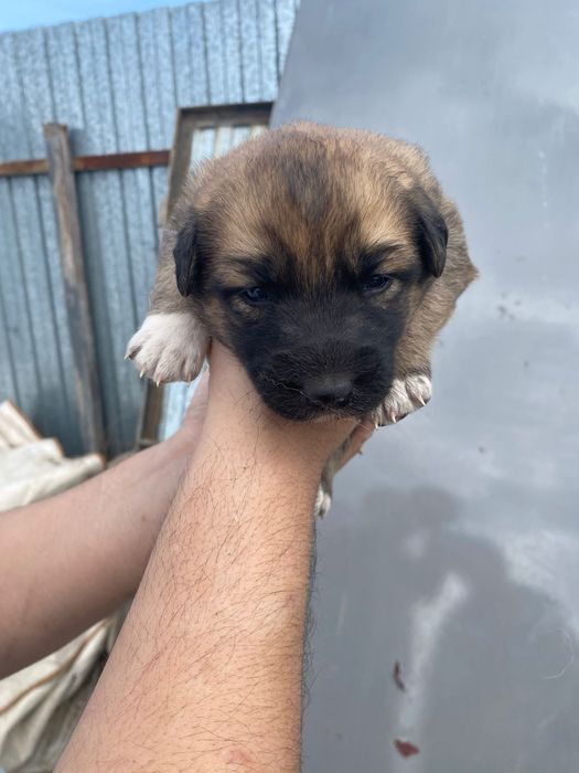 Отдам в добрые руки