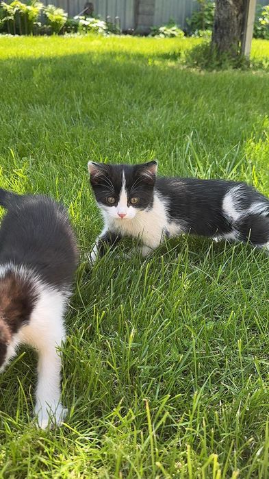 Отдам котят на усыновление