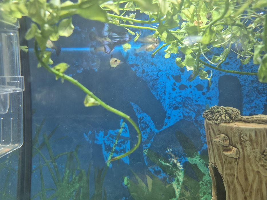 Продам гуппи. По 300 тг шт