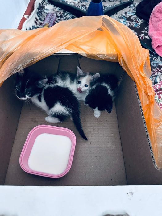 Мысықтар бар,тегін!