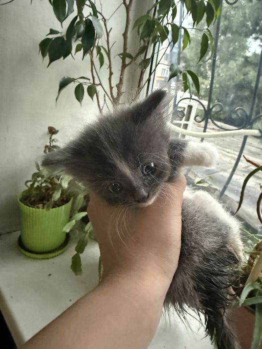 Отдам котят в добрые руки.