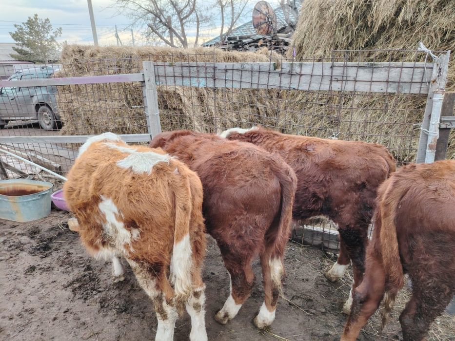 Продам бычков/бұқалар сатылады