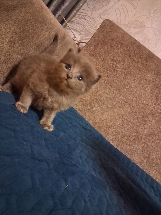 Отдам котят бесплатно.