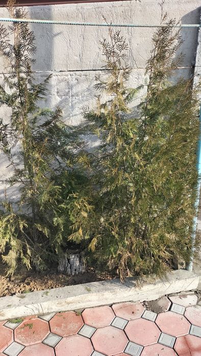 Арча туя забор арча