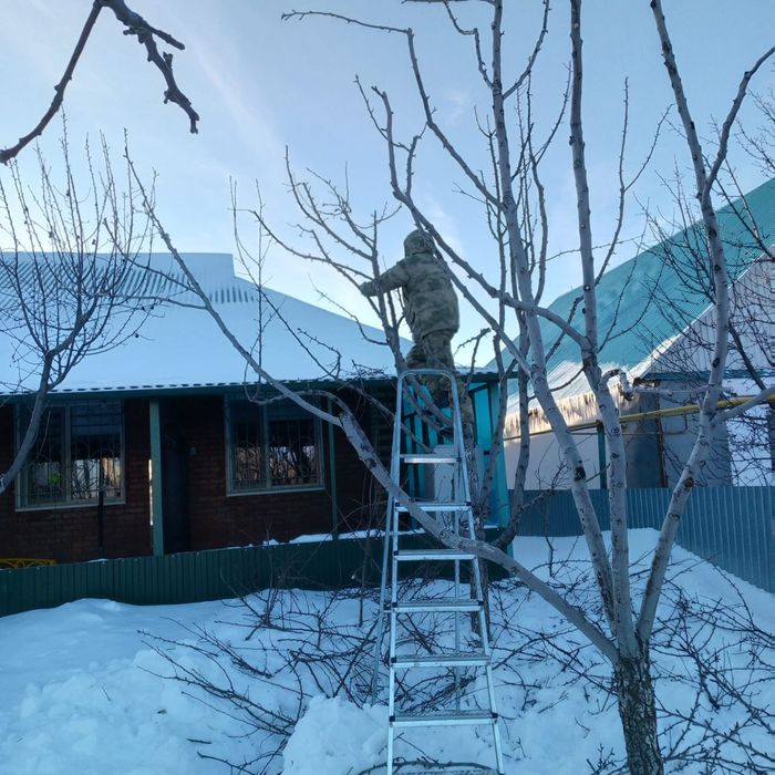 Обрезка плодовых деревьев