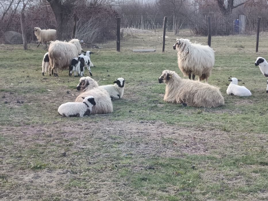 Oi de vânzare cu miei după ele