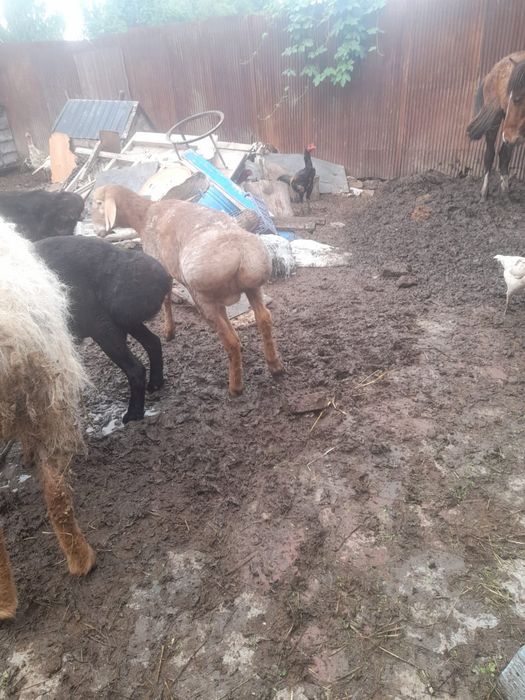 Продам баран жирные самкие и самцы