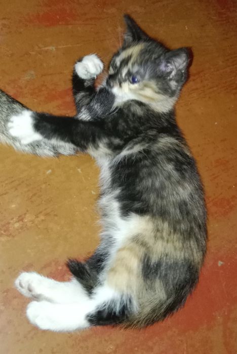 Отдам котят в добрые руки.