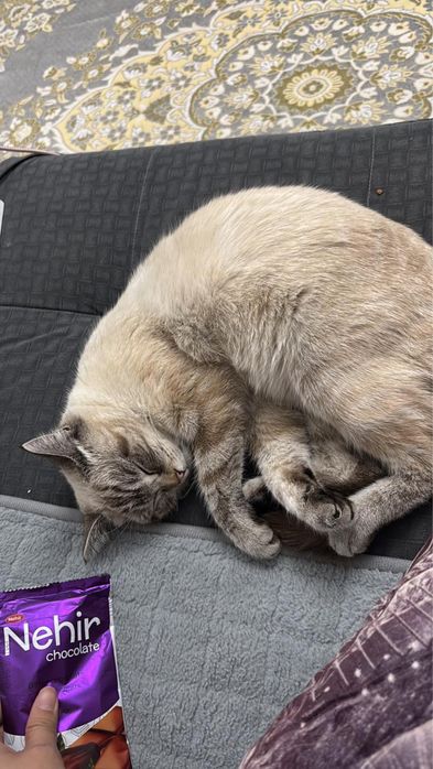 Продается кошка – 8 месяцев