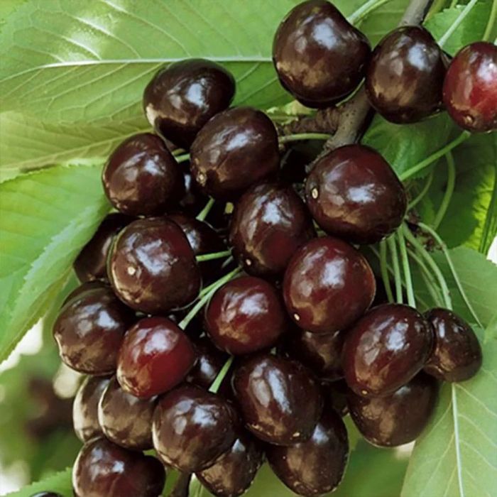 Pomi fructiefri clasici altoiti