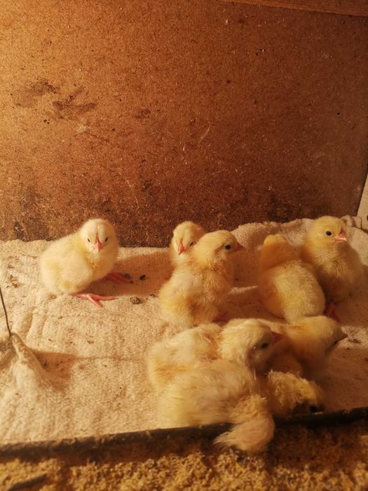 продам цыплят леггорн стандарт