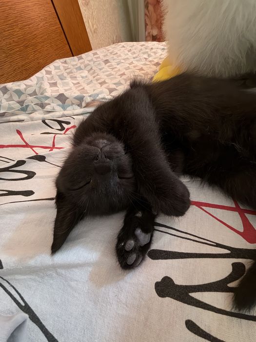 Котенок в добрые руки