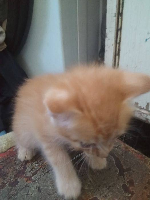 Отдам котят в хорошие руки