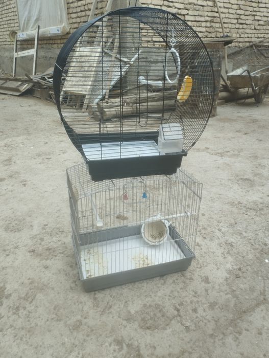 Клетка сотилади.