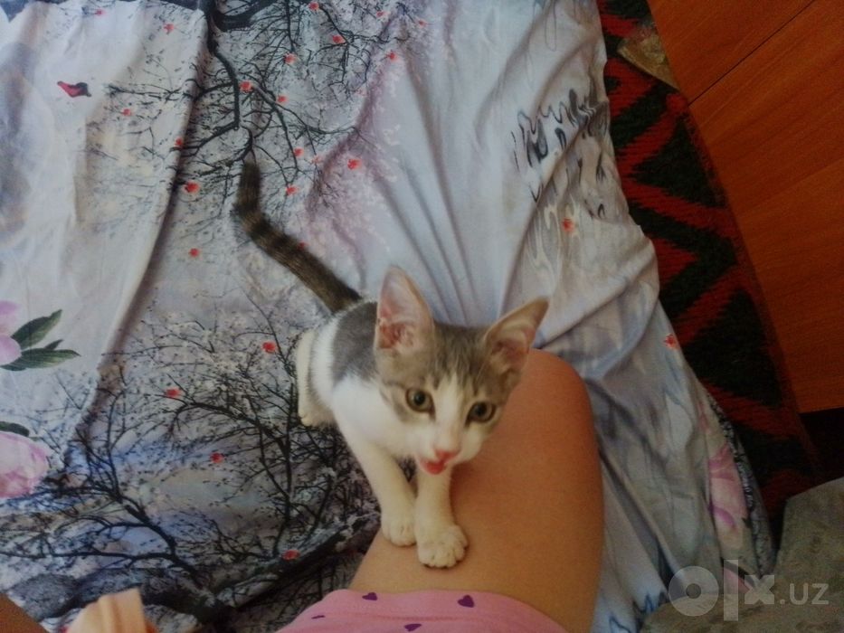 Отдам бесплатно котят,кушают все,латок  знают на 100 проценто,без блох