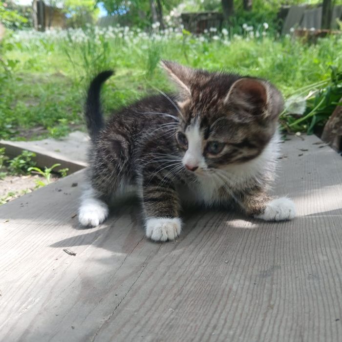 Отдам котёнка в добрые руки