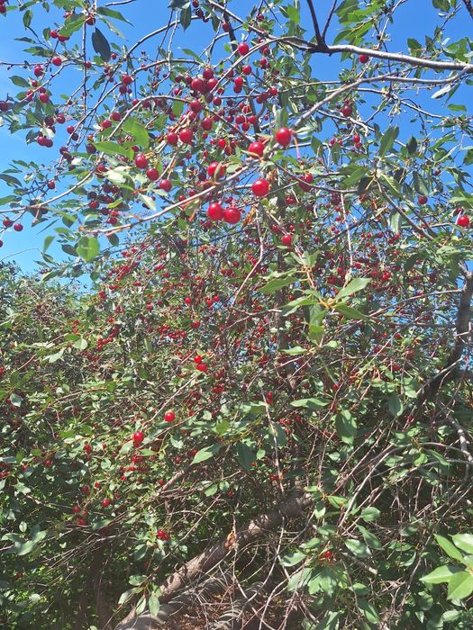 Вишня домашняя ,с дерева