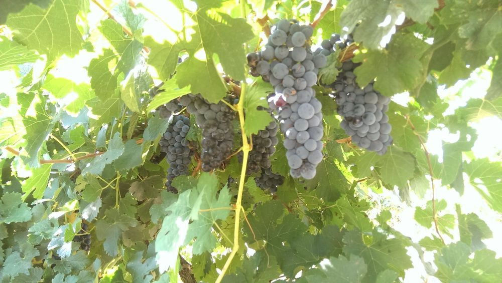 Продава се Земеделски имот в с. Панаретовци, Област Сливен -  кв.м за 1658 €/дка - Снимка #4