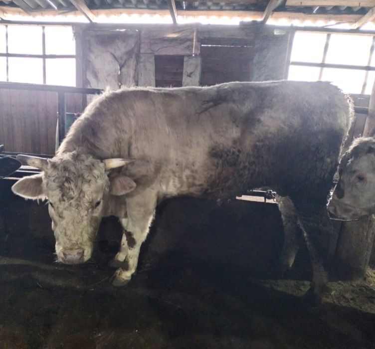 Быки Симментальской порды