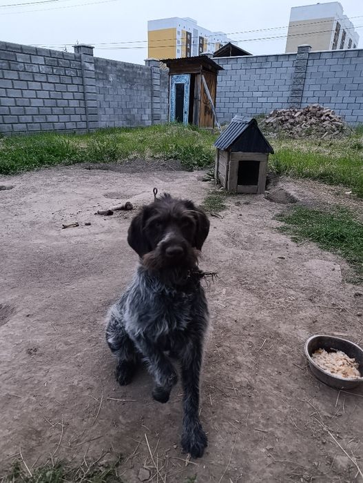 Продаю Дратхаара. Срочна