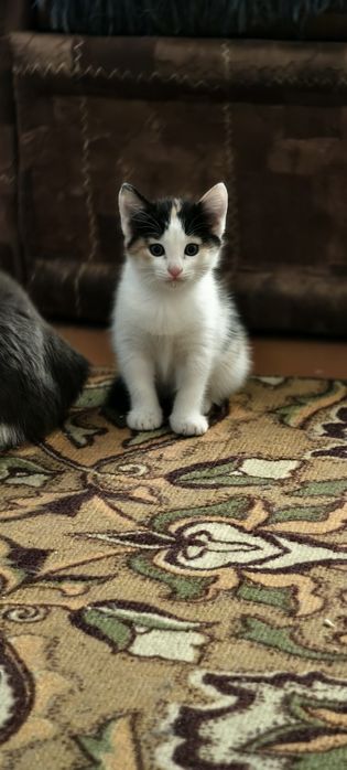 Отдам котенка 2 месяца