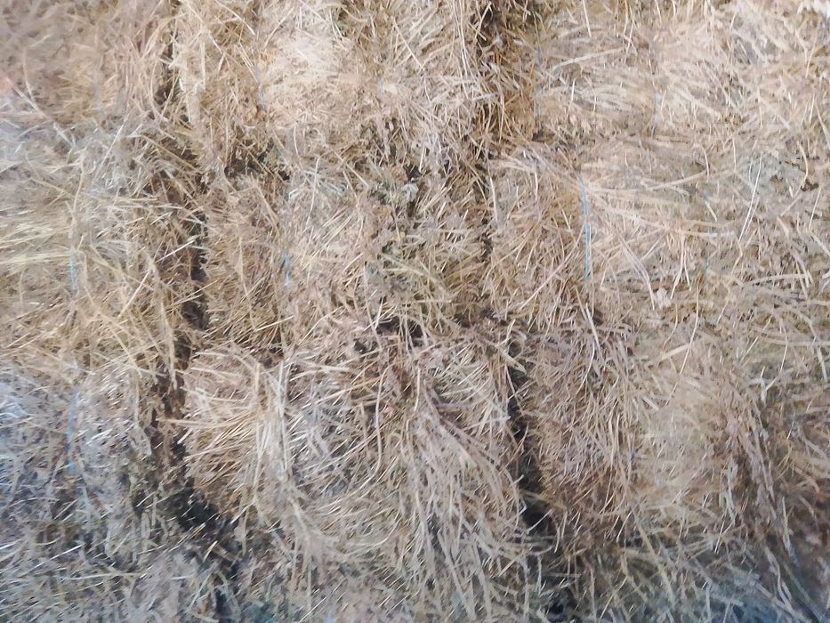 Бали  люцерна и сено