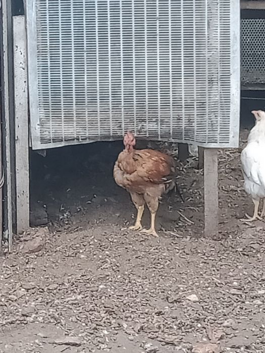 Молодые  петушки