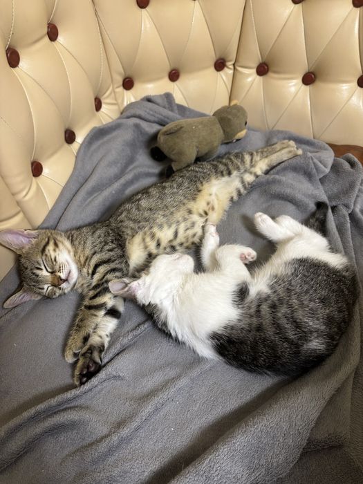 Donez pisici , au 3 luni