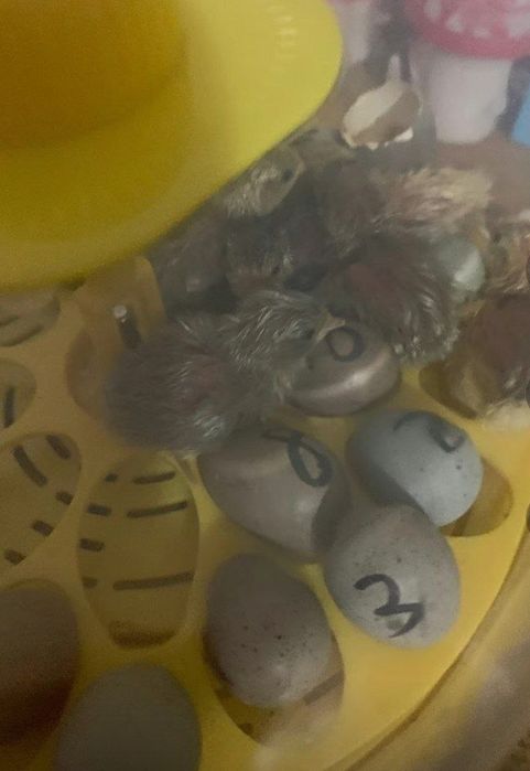 Mini inkubator sotiladi