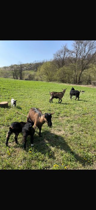 Vand capre Metis-Alpina Franceza