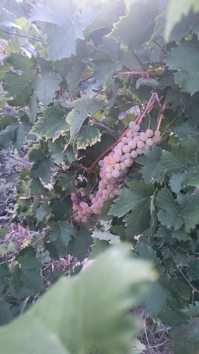 Struguri podgoria Cotești -Vrancea
