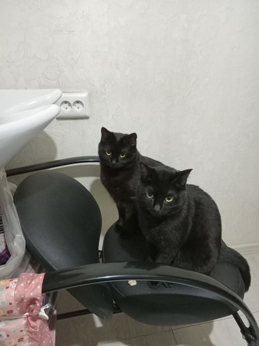 Отдам 2 кошек в добрые руки