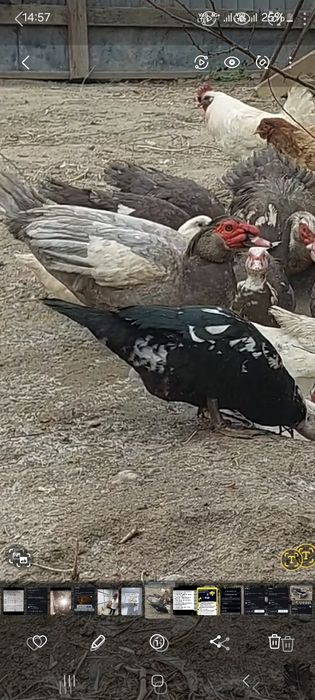 Лаванда индауытка коразы