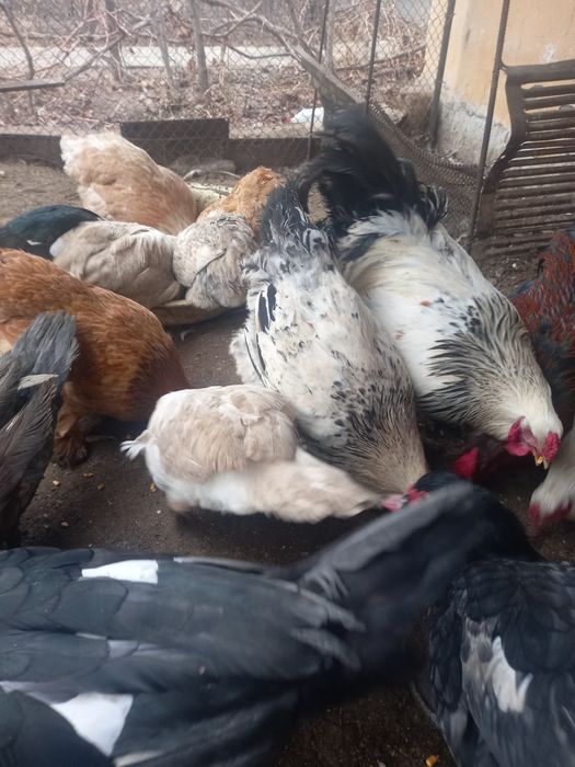 Куры несушки продам