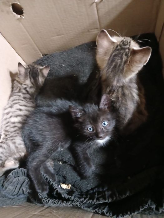 Отдам даром котят