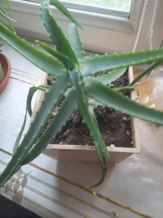 Комнатные цветы . Разные.