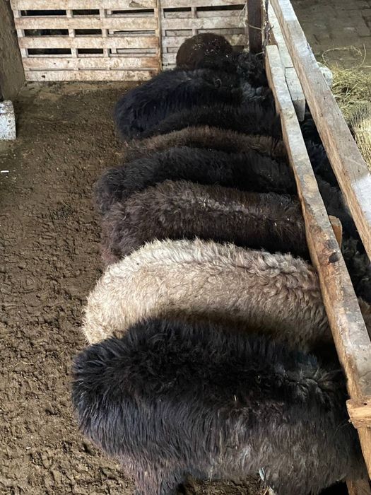 Bugʻoz qoʻy va qoʻchqorlar sotiladi