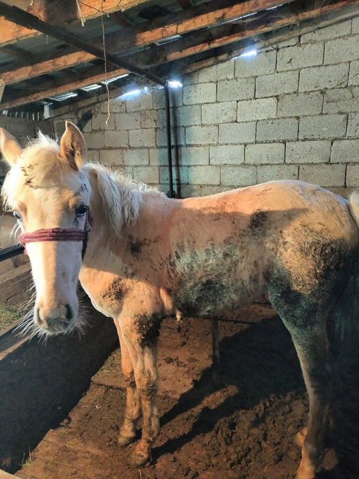 Биелер 3 2 буаз 1 бордакы 1 тай