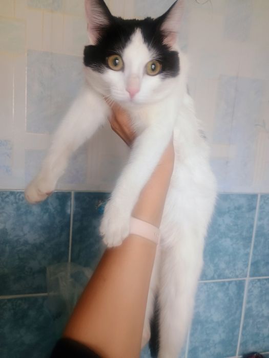 Отдам в добрые руки котика