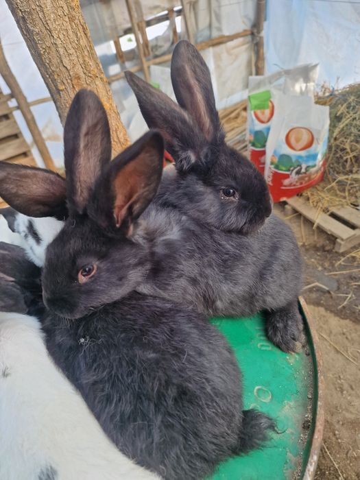 Зайци пеперуда  на 2 месеца