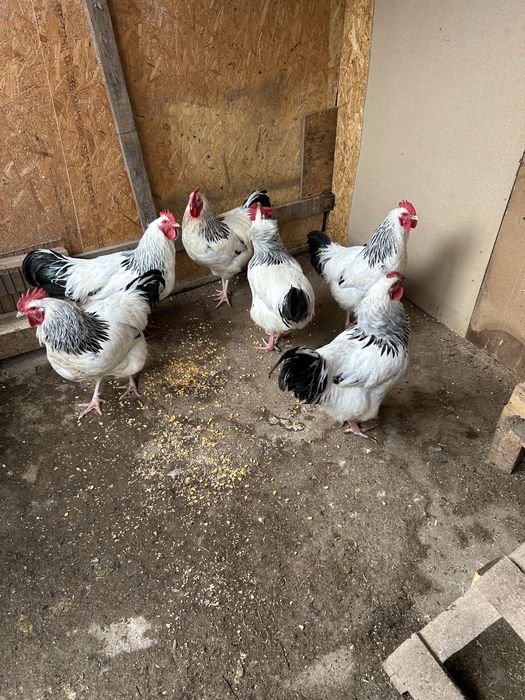 Cocosi sussex de vanzare varsta 8 luni... am si oua de vanzare...5 lei