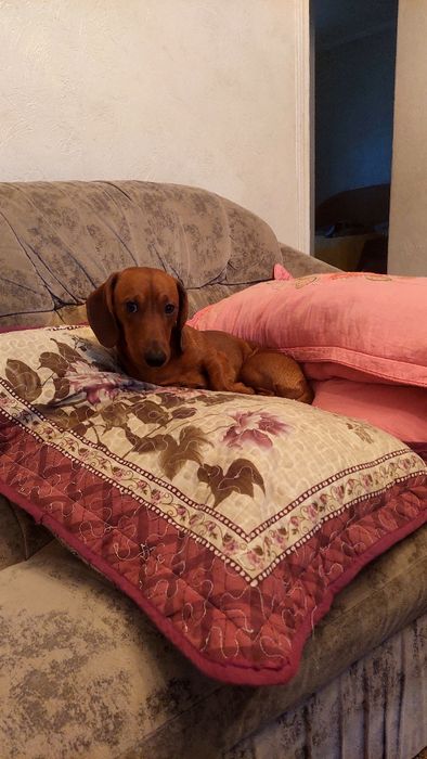 Мальчик для вязки