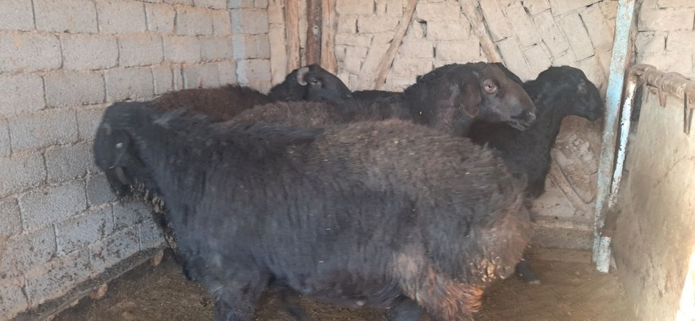 Кучкорлар сотилади срочна