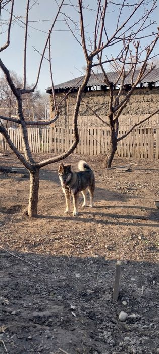 Западно сибирская лайка