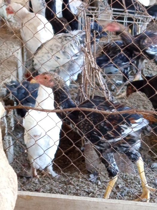 Куланги ва Брама