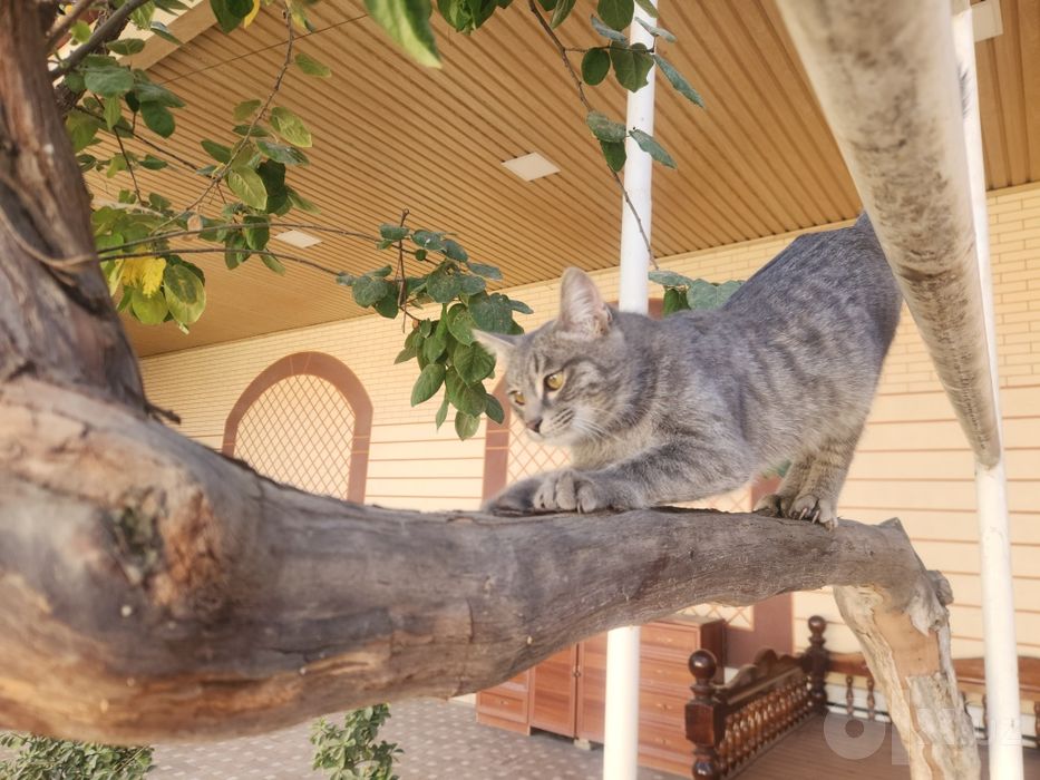 Мушук текин бераман